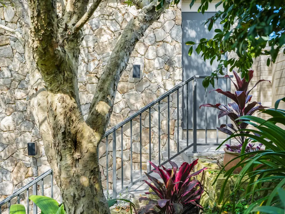 Stone tree, Mosman